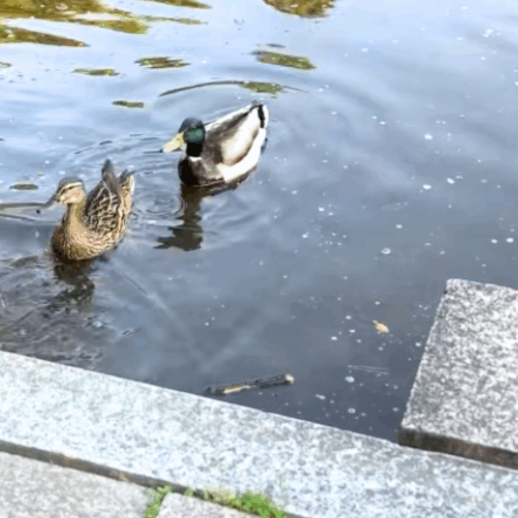 オスのマガモとメスのマガモ