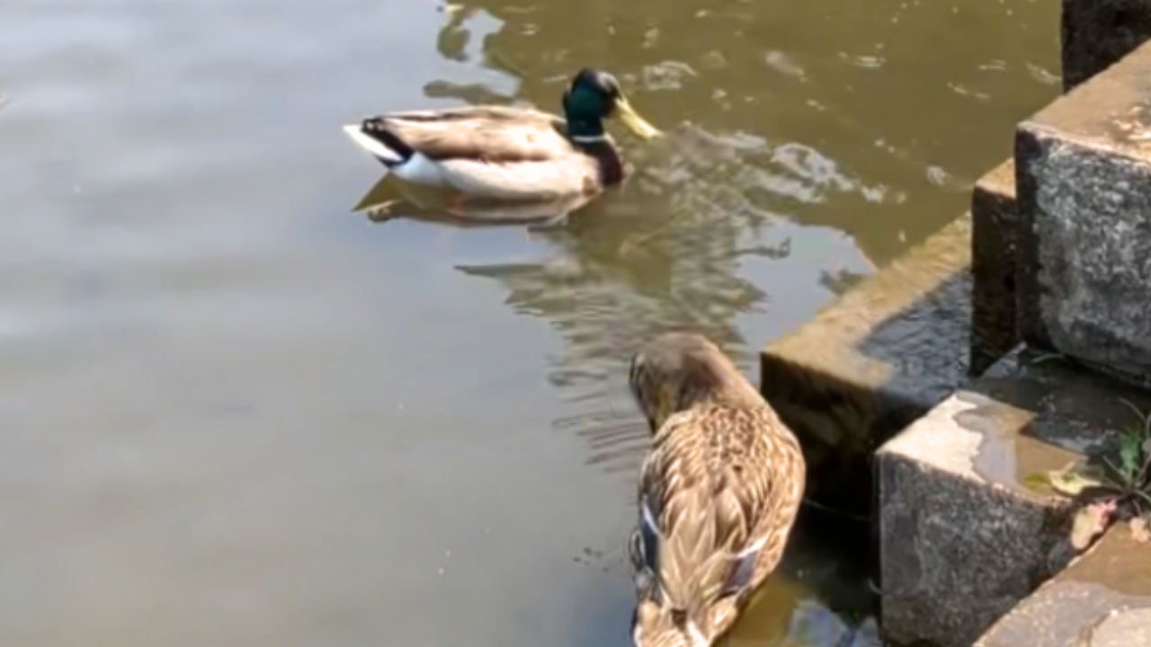 オスのマガモとメスのマガモのペア