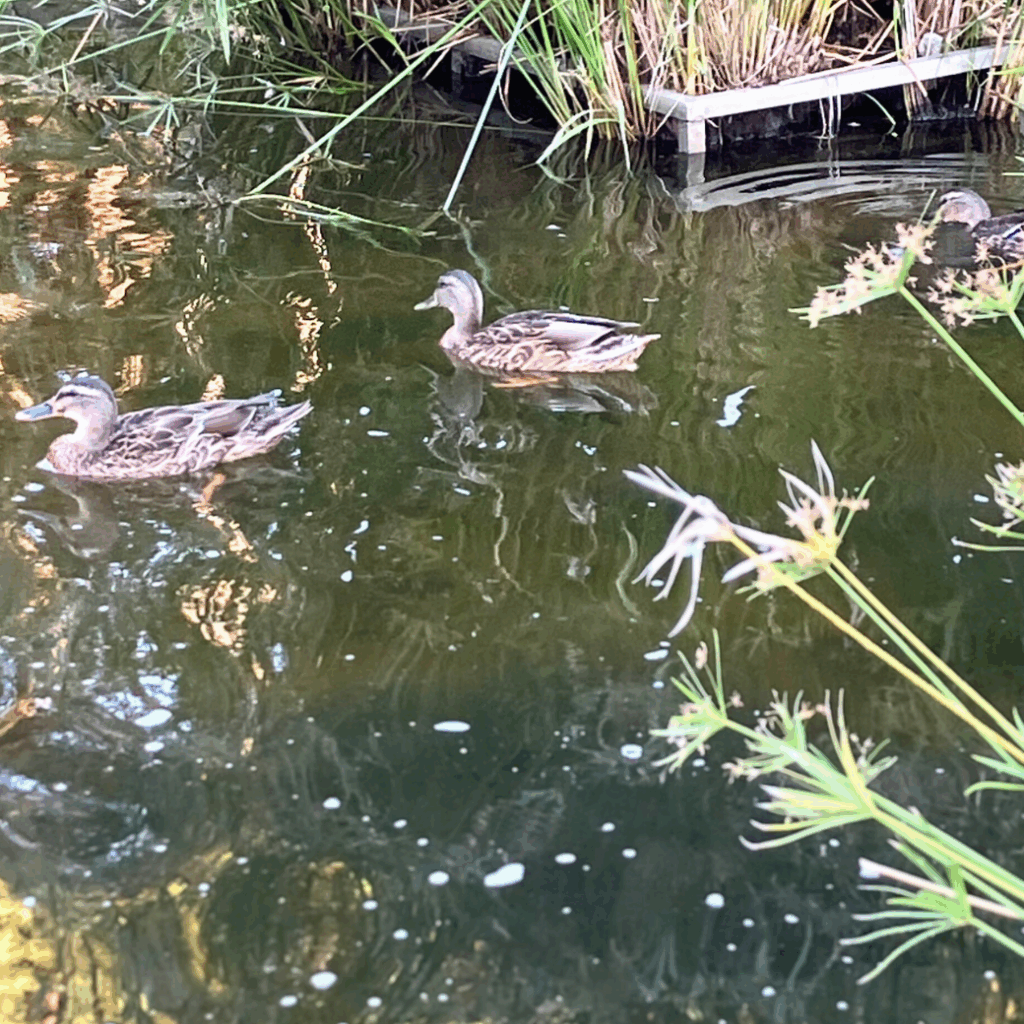 マガモの群れが池で大久