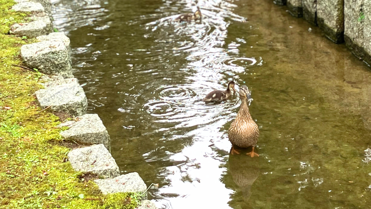 マガモとヒナ