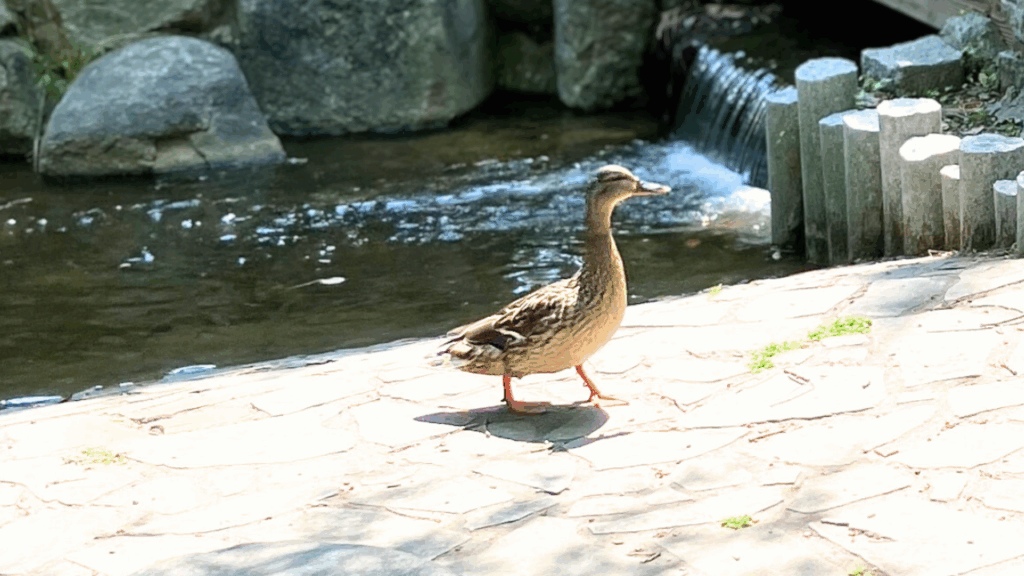 公園の母ガモ
