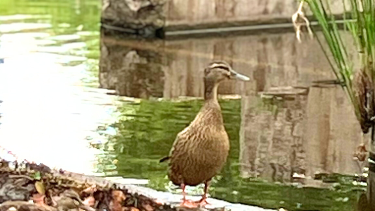 水辺にいるマガモ