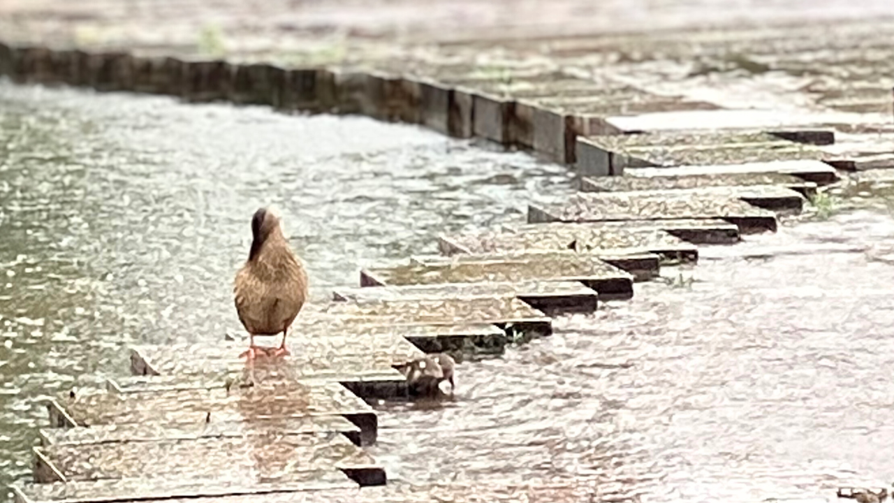 雨の日のマガモとヒナを様子