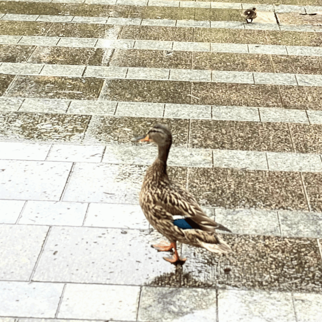 マガモのメスの母ガモとヒナが雨の中