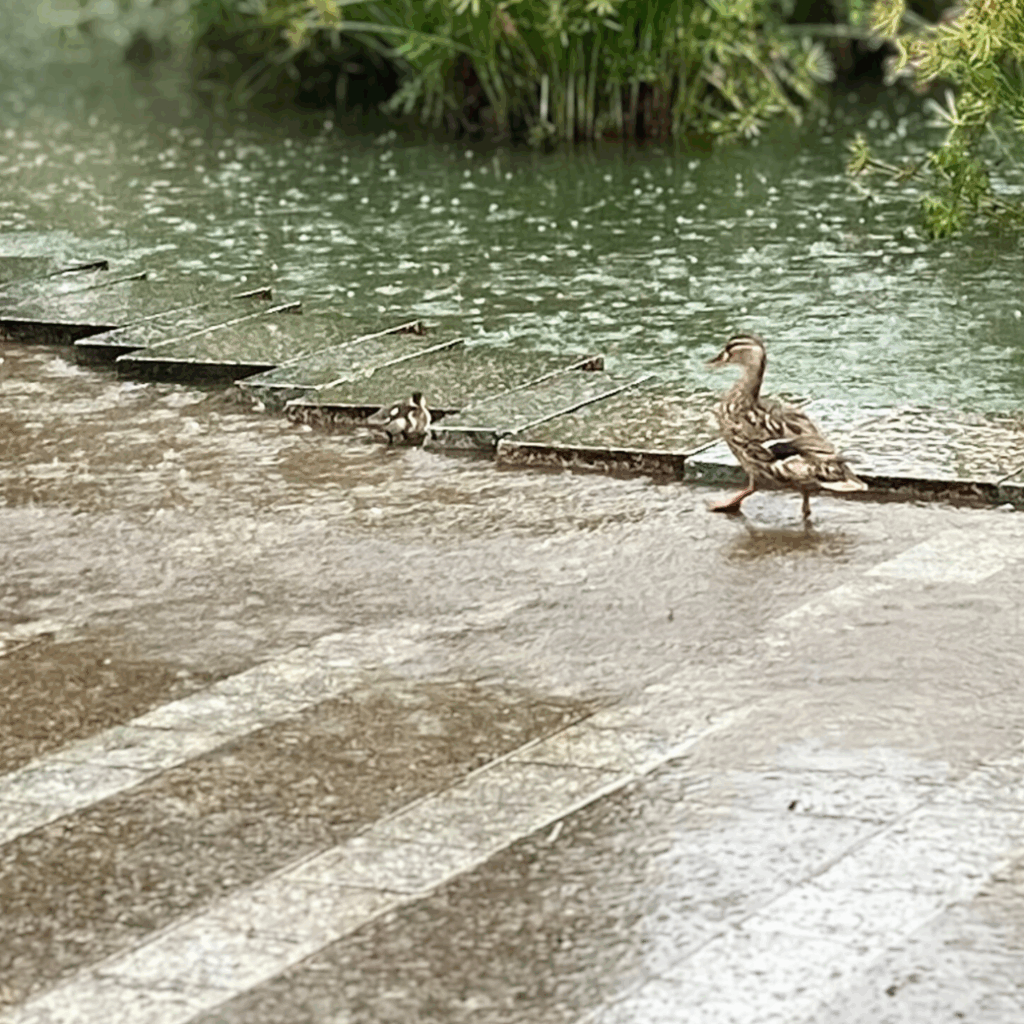 雨の日のマガモとヒナの親子