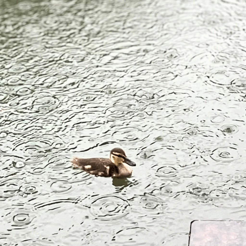 雨の日に泳ぐマガモのヒナ