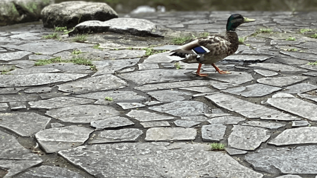 オスのマガモの足の特徴