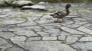 オスのマガモの足の特徴