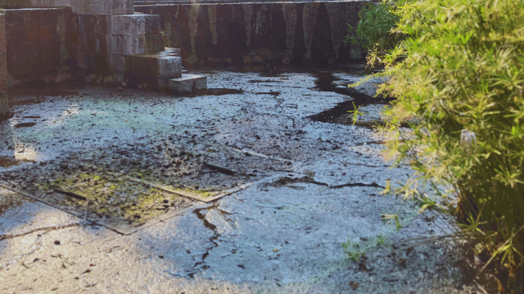 マガモのいなくなった池