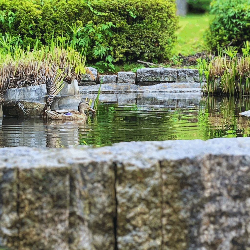 マガモが戻ってきた池