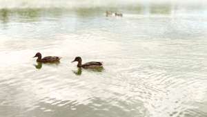 公園の池のマガモ