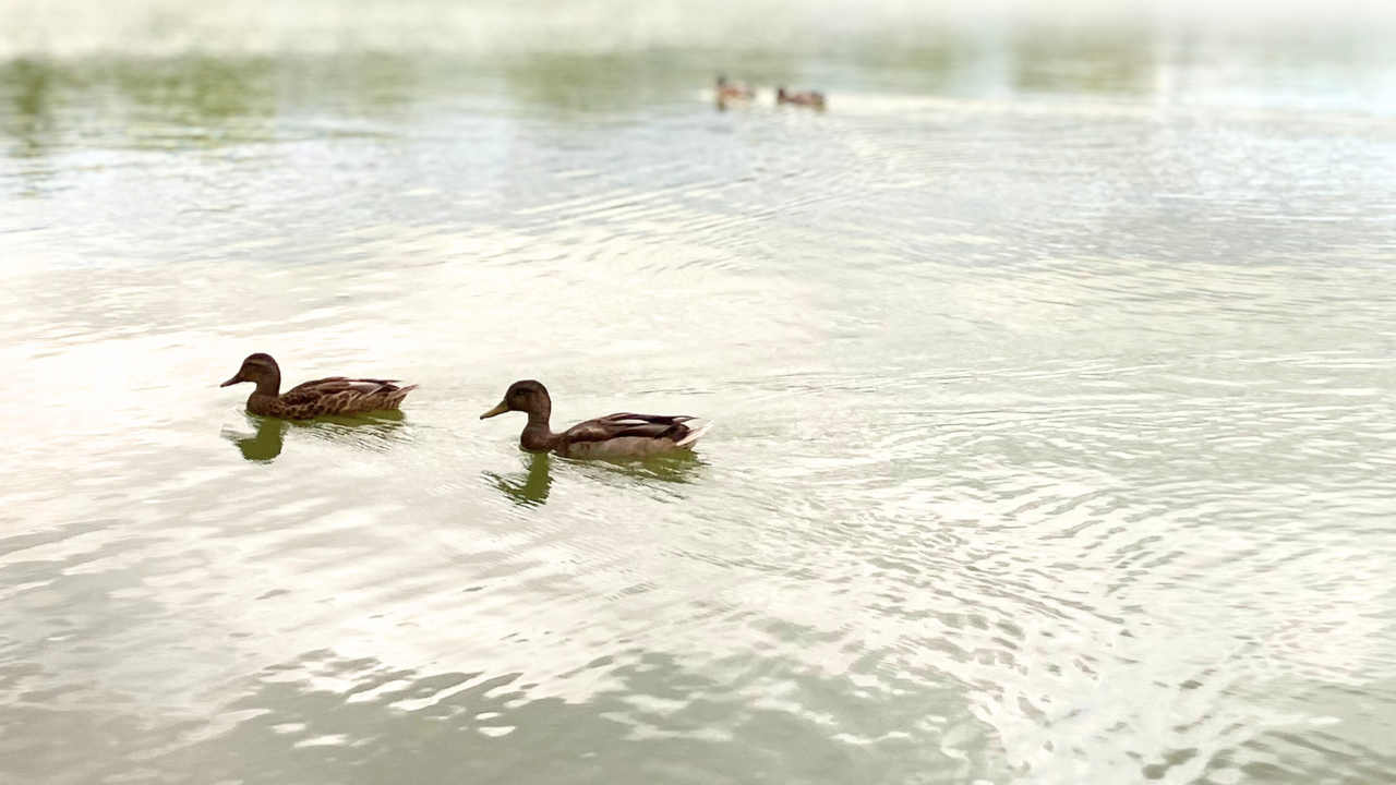 公園の池のマガモ