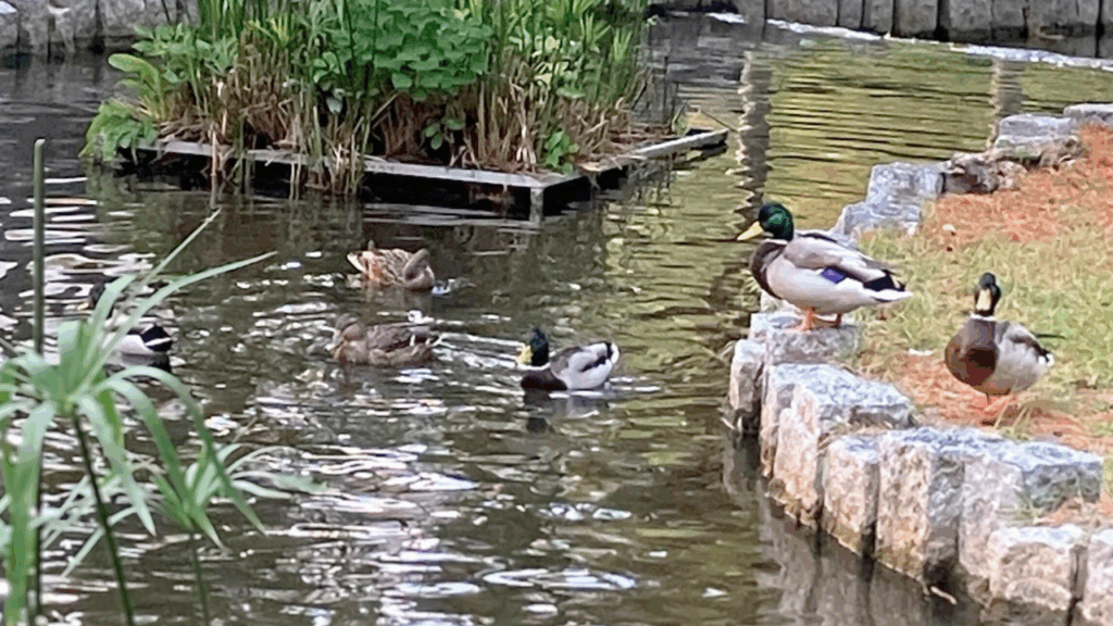 マガモの鳴き声の特徴