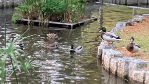 マガモの鳴き声の特徴
