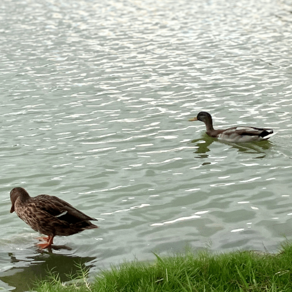 公園で泳ぐペアのマガモ