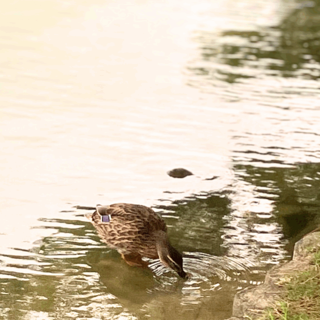 公園で休憩中のメスのマガモ