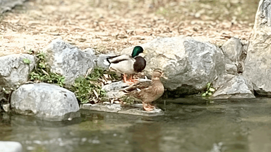 マガモのオスとメスの特徴と見分け方