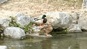 マガモのオスとメスの特徴と見分け方
