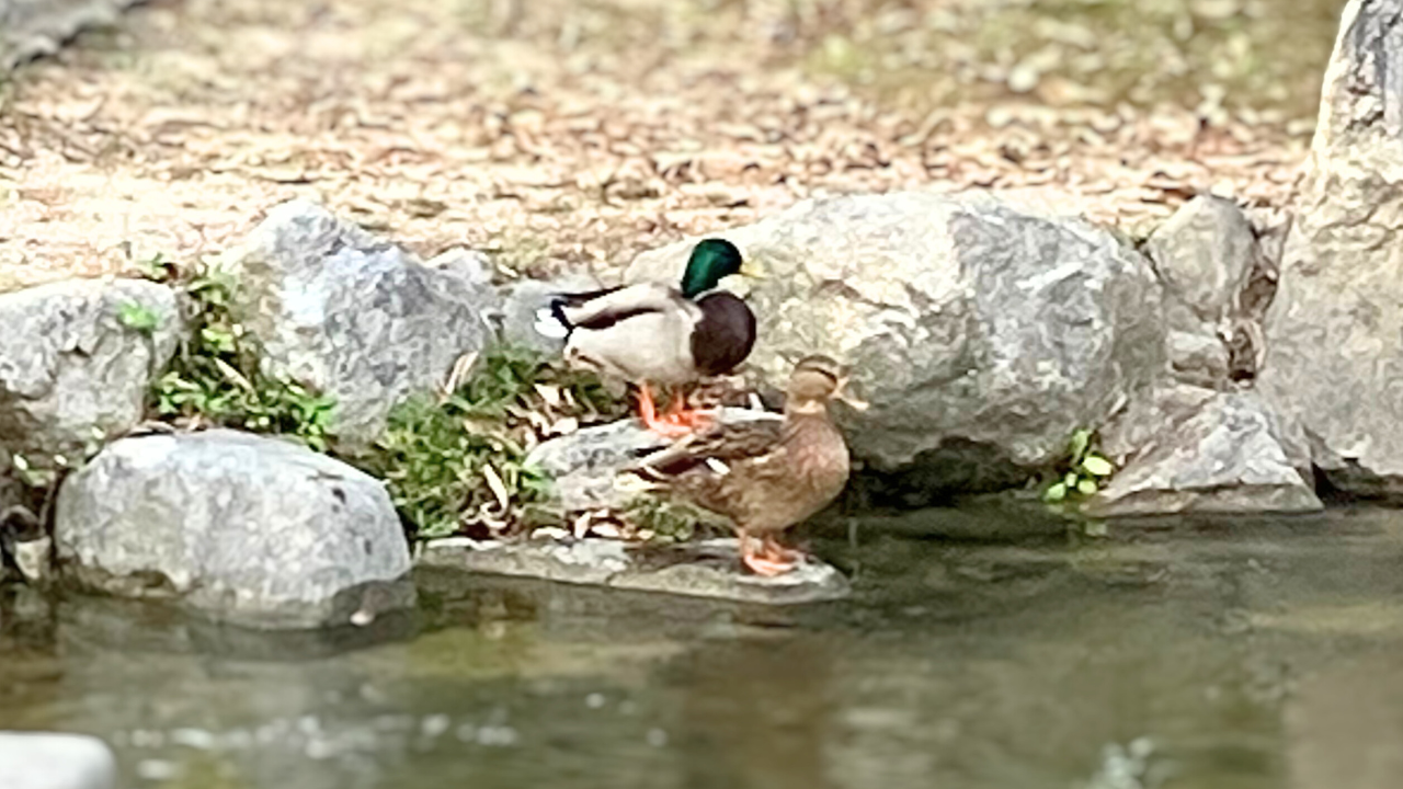 マガモのオスとメスの特徴と見分け方