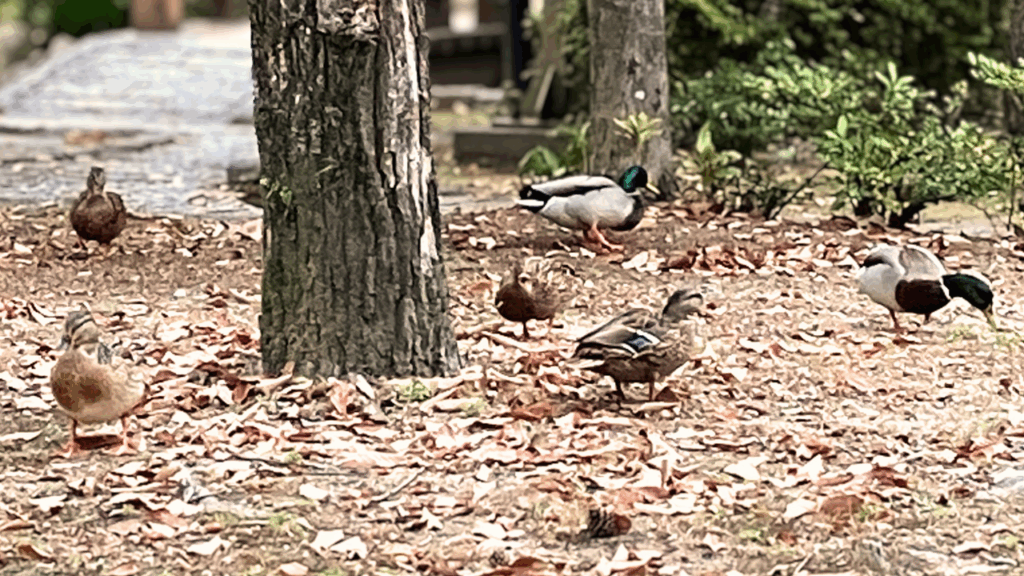 公園の地面のドングリをついばむ野鳥のマガモ達