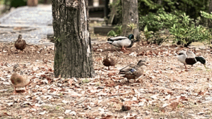公園の地面のドングリをついばむ野鳥のマガモ達