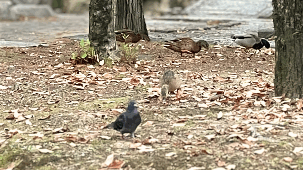 秋に群れで陸にあがって餌をついばむマガモの群れ