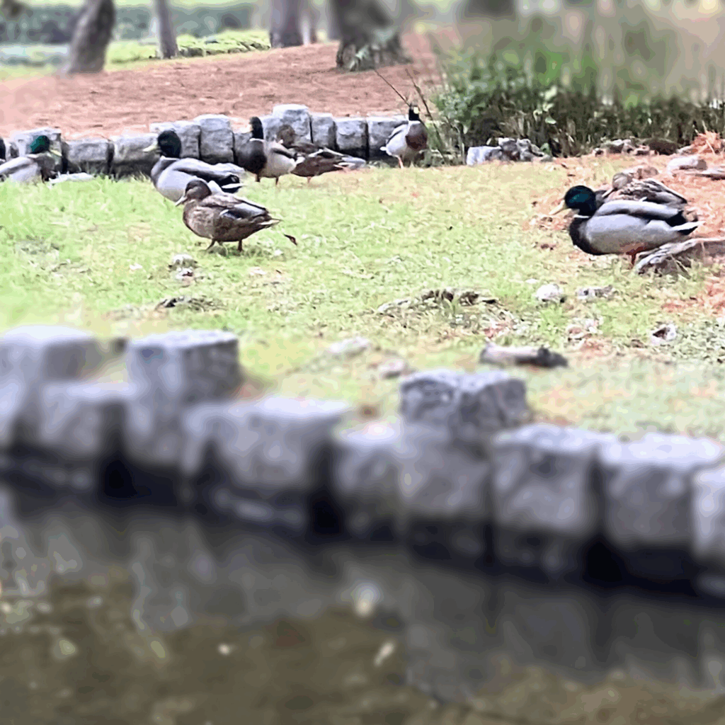 休憩しているオスのマガモ