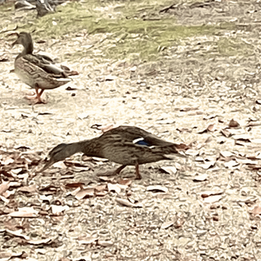 陸でどんぐりを食べているメスのマガモ