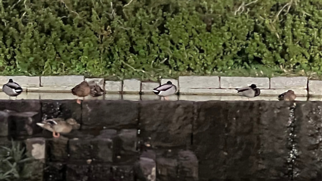 夜のマガモの様子