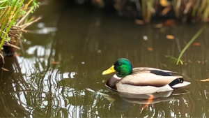 マガモのオスの特徴