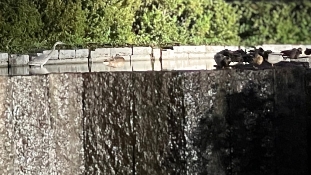 夜のマガモとサギ