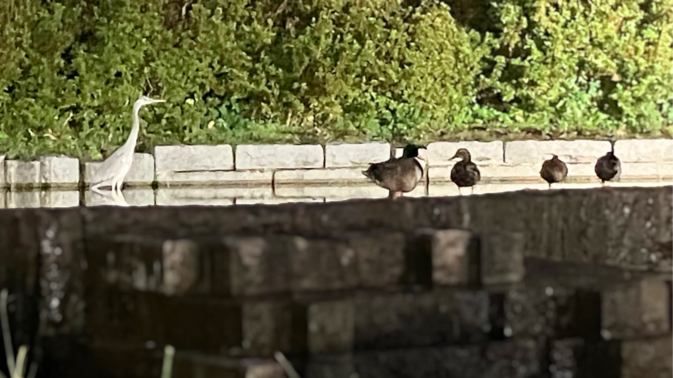 夜の冬のマガモとサギ