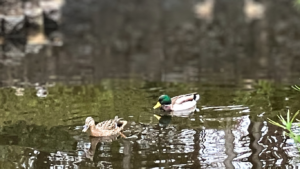 メスのマガモとオスのマガモ