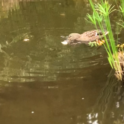 エサを食べているメスのマガモ