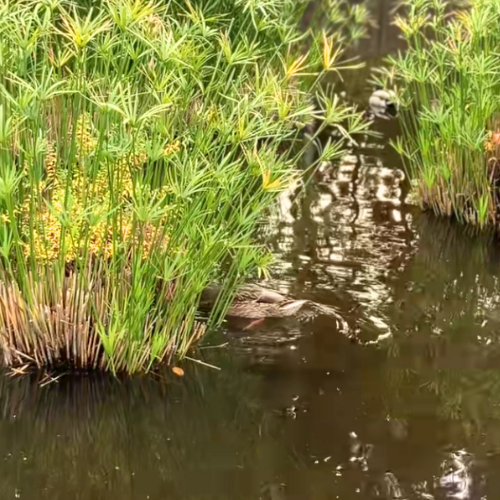 マガモがエサを探す