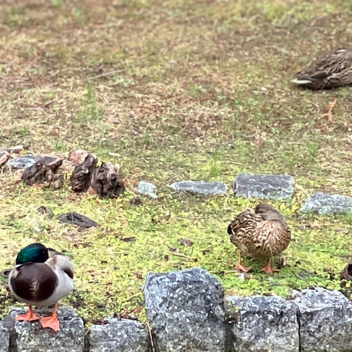春になるとマガモの群れが減る理由を説明