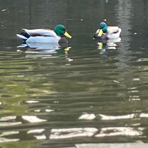 まだペアができてないオスのマガモ