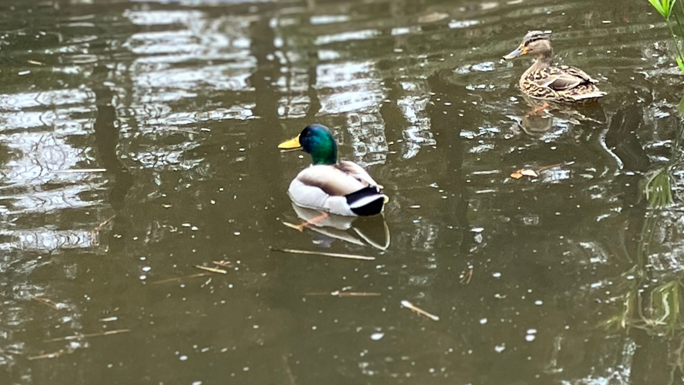 春のマガモの渡り前の様子