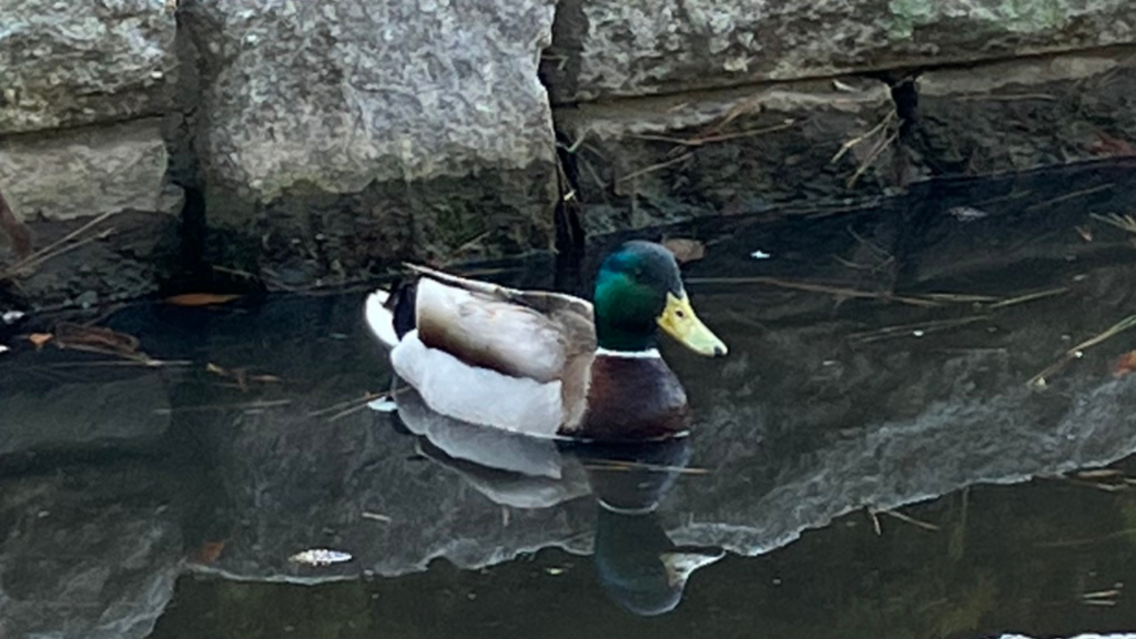 オスのマガモのクチバシは黄色で端が黒い画像